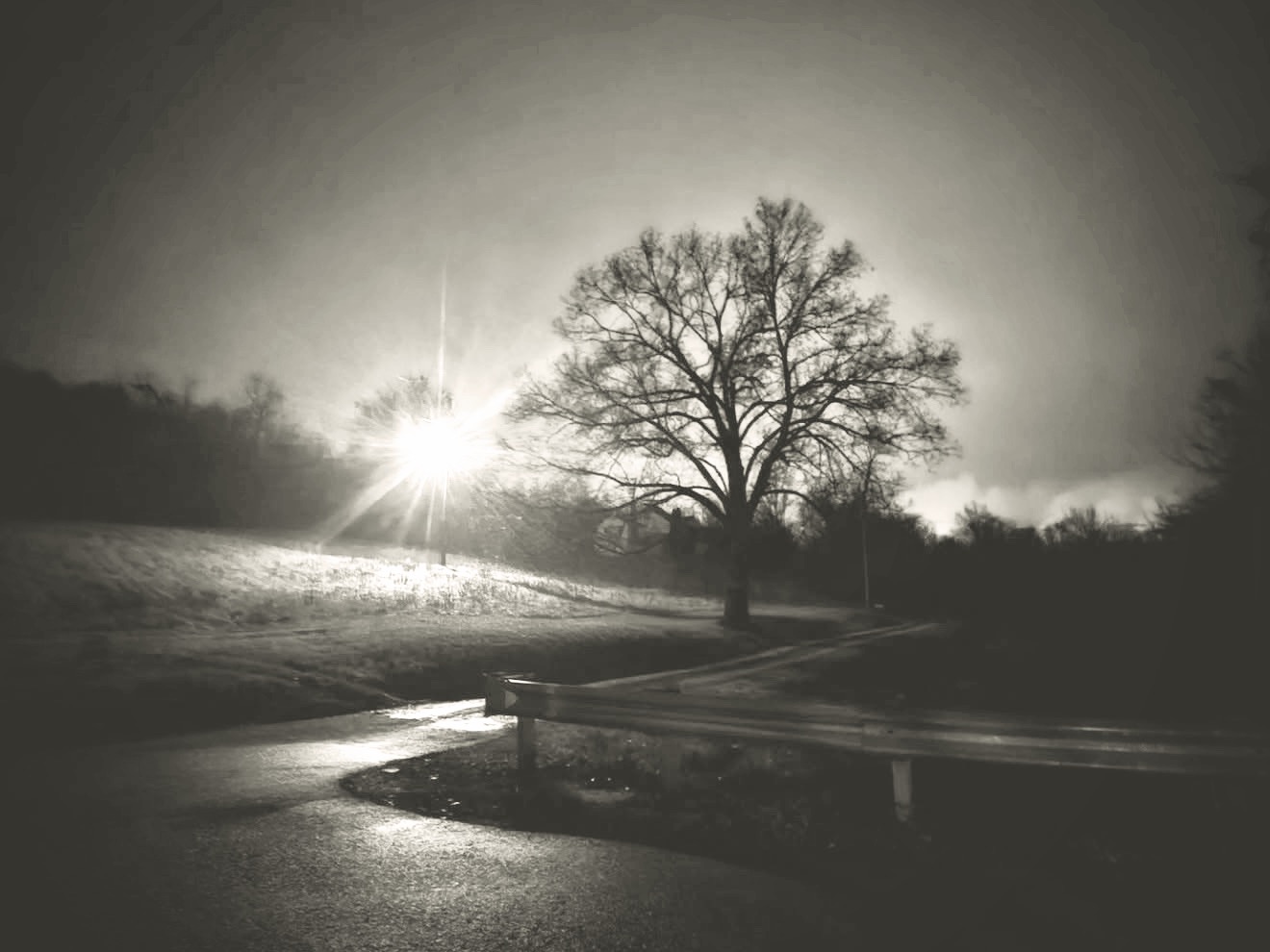 Black and white bare tree beside a road with a starburst streetlight