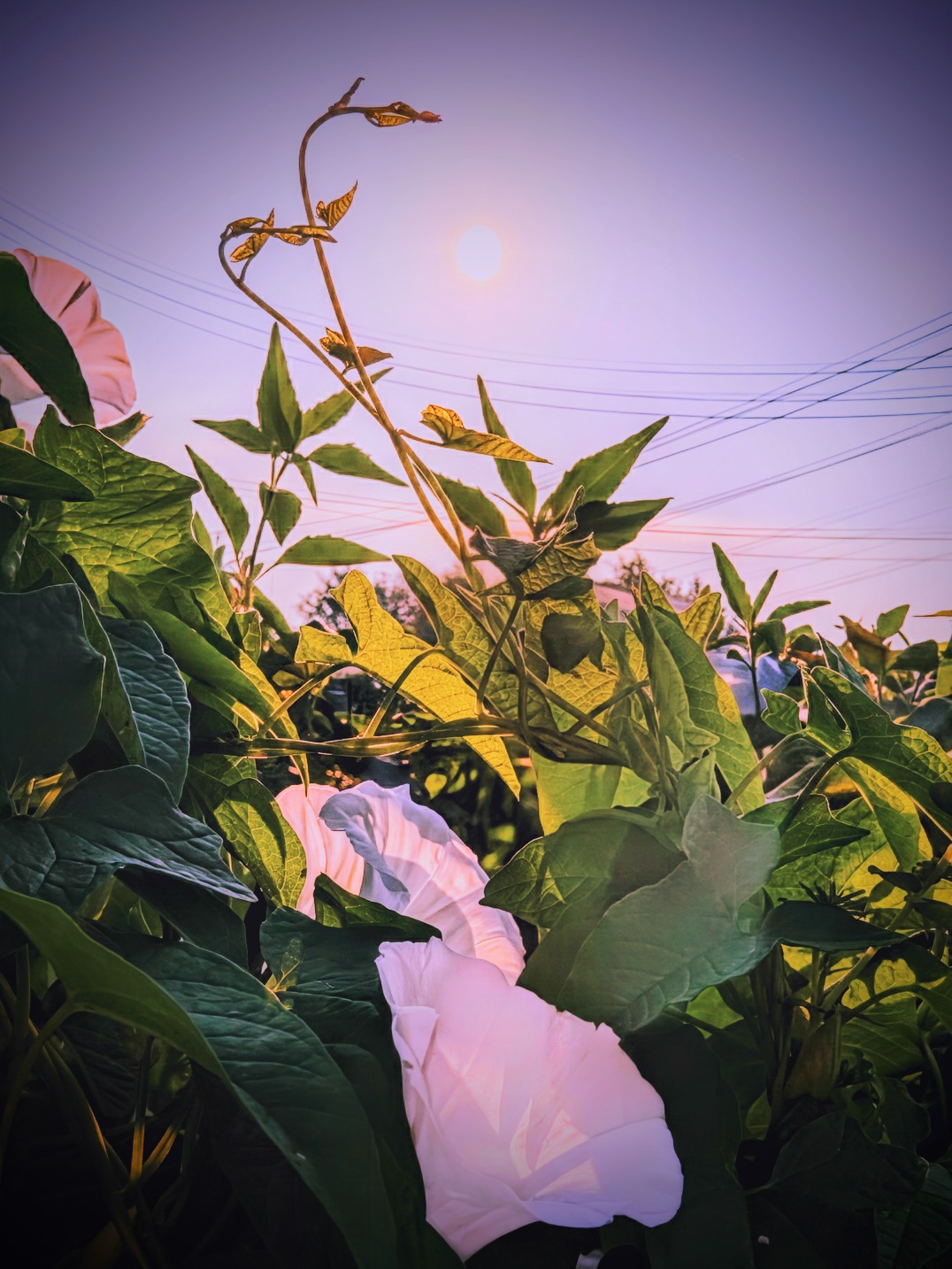 White morning glory blooms and vines against a violet sunset sky crossed by power lines