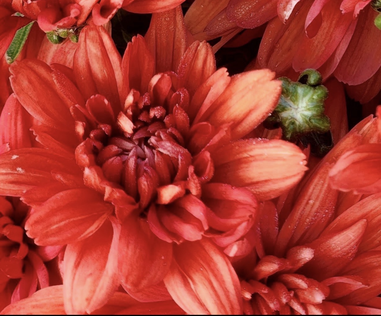 Close-up of dark red flowers with water droplets