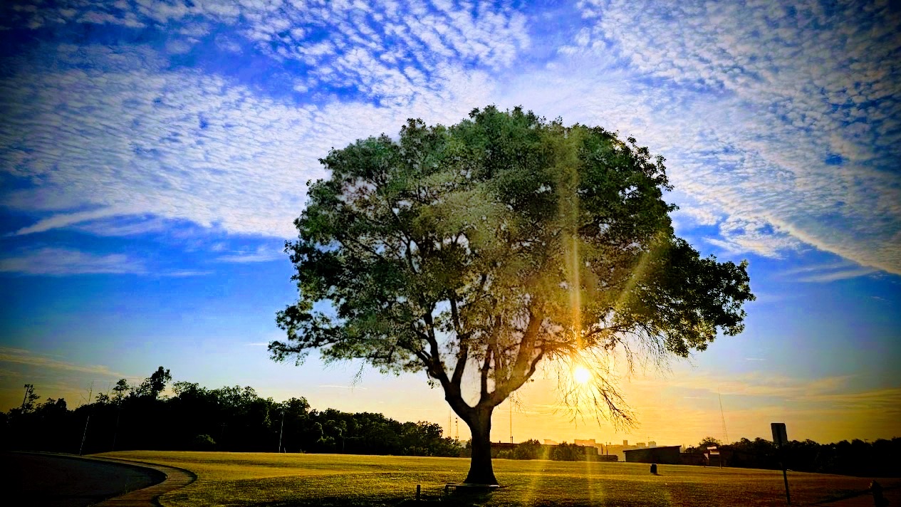 Lone oak tree on an open field with the sun setting through its branches under a mackerel sky
