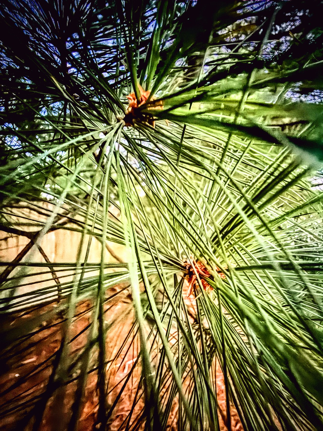 Looking up through long pine needles with warm light behind them