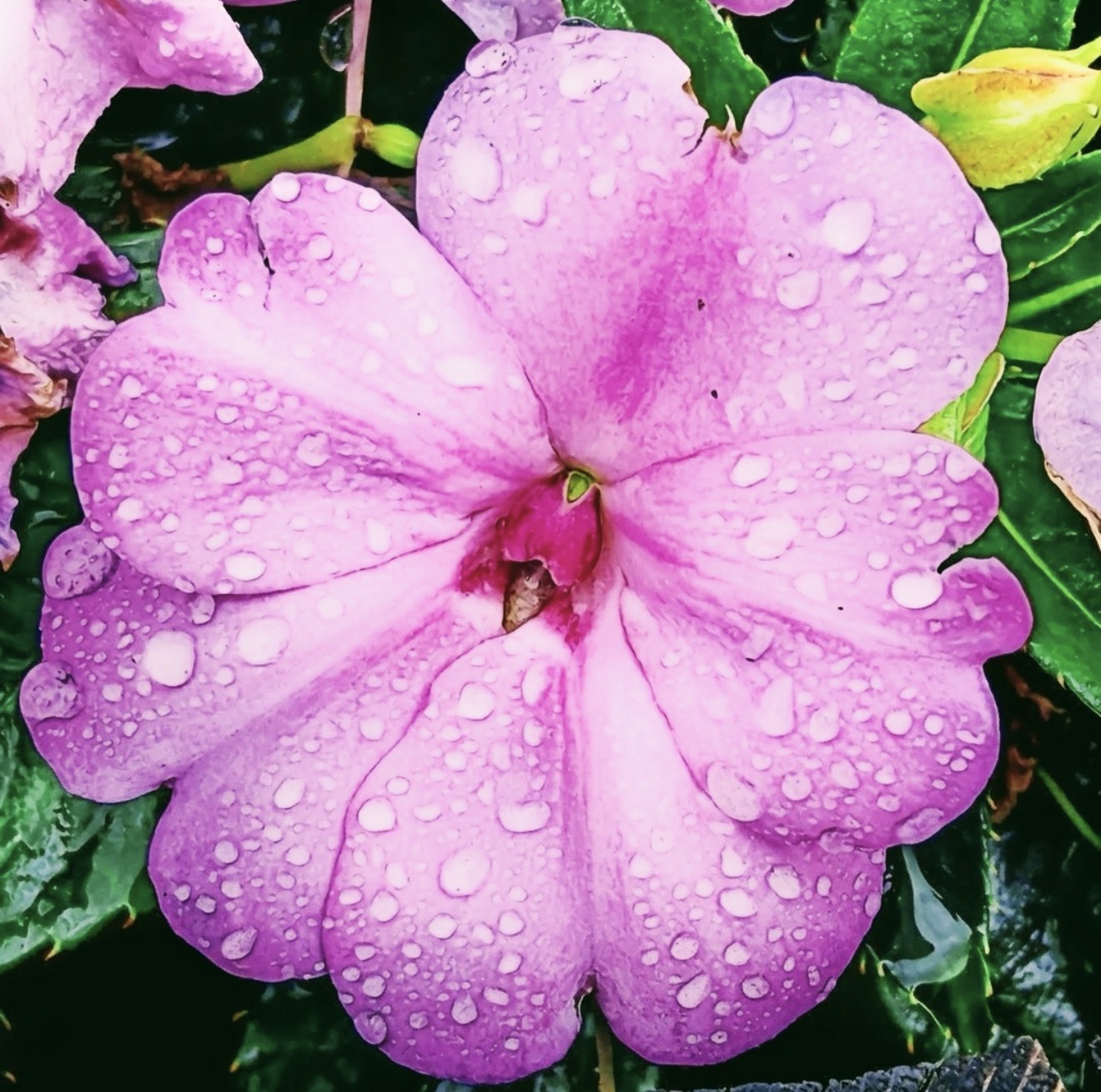 Pink impatiens flower covered in raindrops