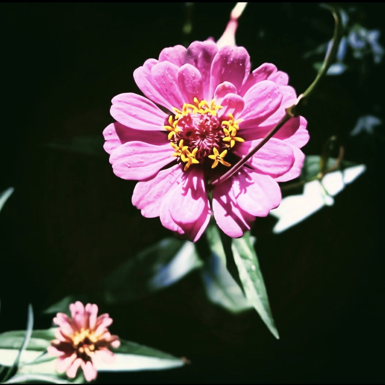 Flowers in the Dark