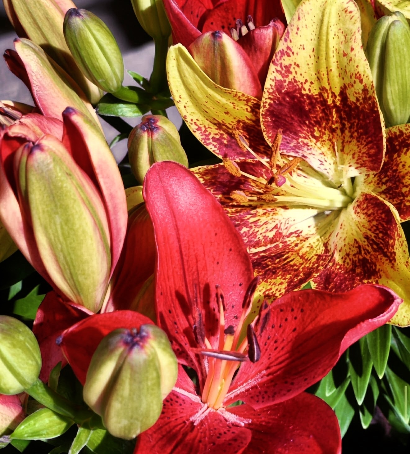 Red and speckled yellow lilies crowded together with green buds