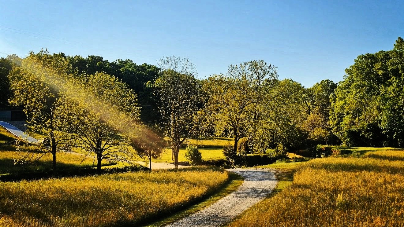Gravel lane curving through sunlit meadow grass and green trees
