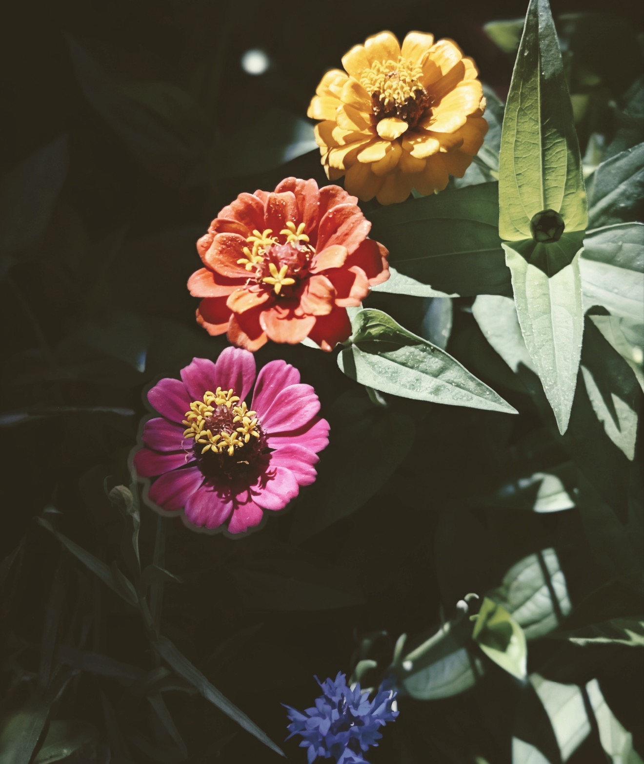 Three colourful zinnias against dark foliage