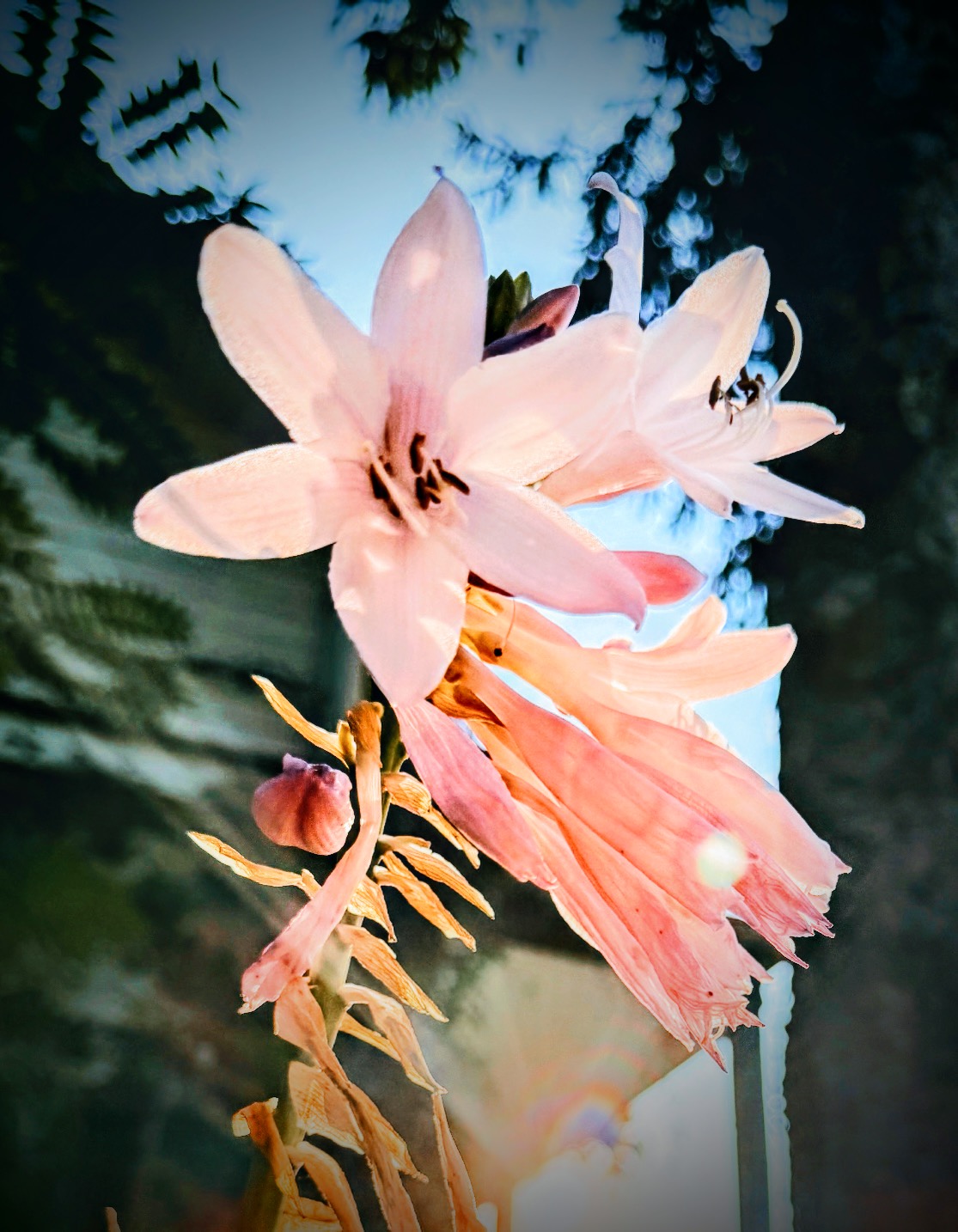 Pale pink lilies opening against a dark treeline