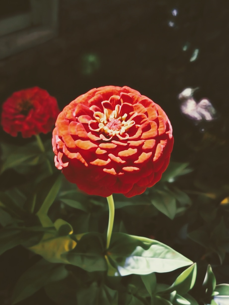 A red and orange zinnia in bloom against deep shade