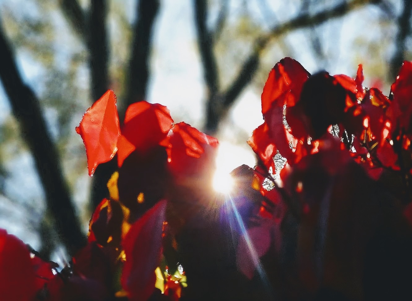 Red leaves backlit by a low sun through bare branches