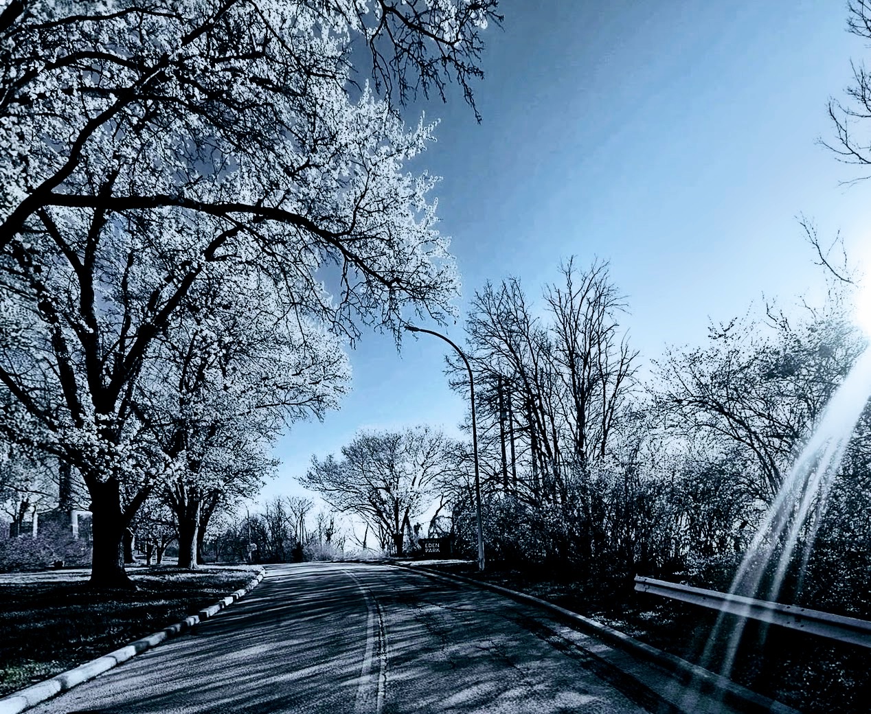 Icy blossoming trees over an empty road at Eden Park
