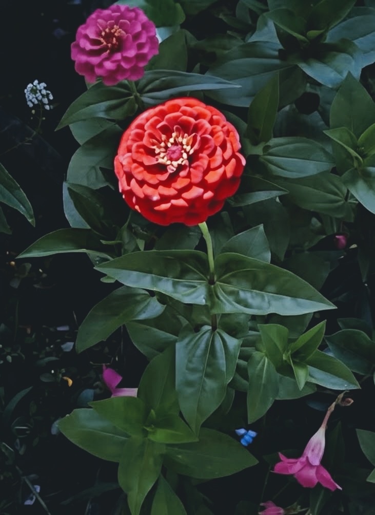 Red zinnia with a magenta bloom above it in dark foliage