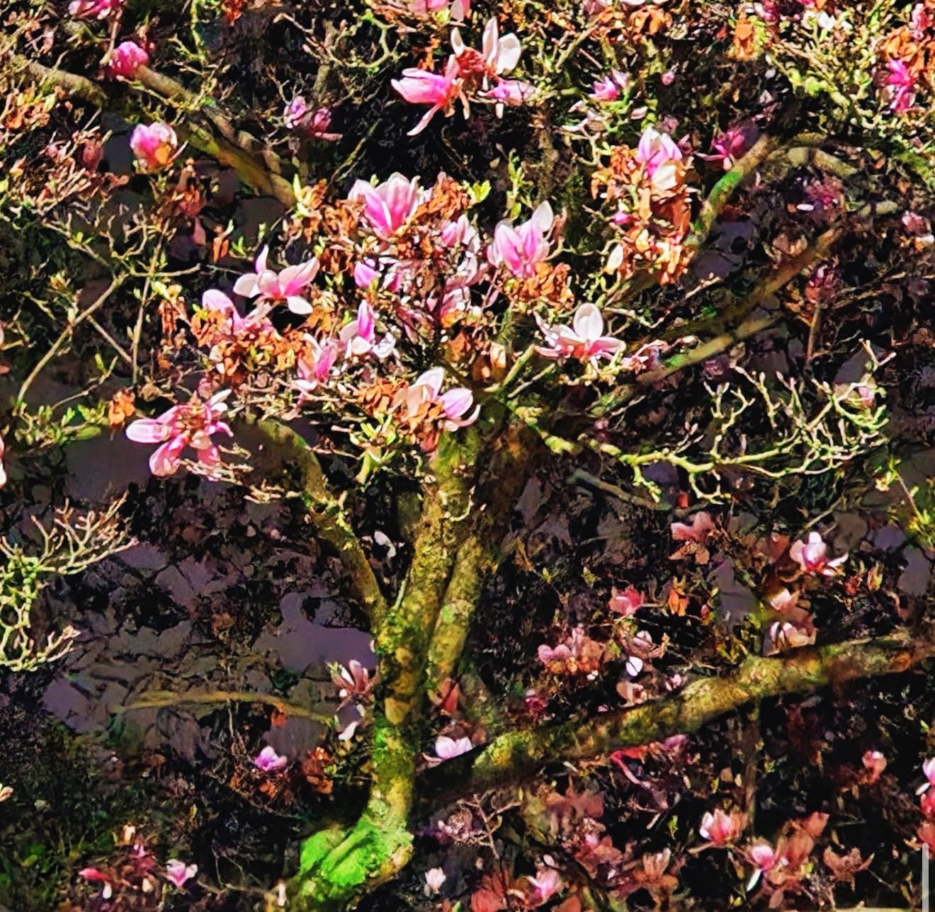 Pink magnolia blossoms on mossy branches over dark ground