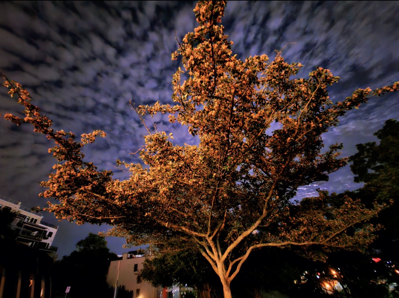 Blossoming tree lit gold at night beneath a mackerel sky of clouds