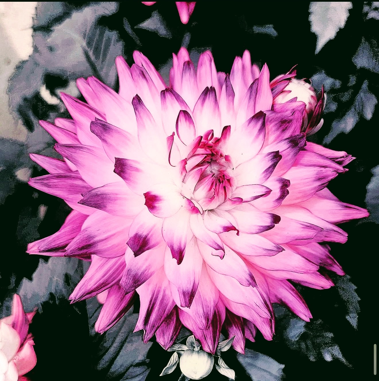 Pink and white dahlia with purple-tipped petals against dark leaves