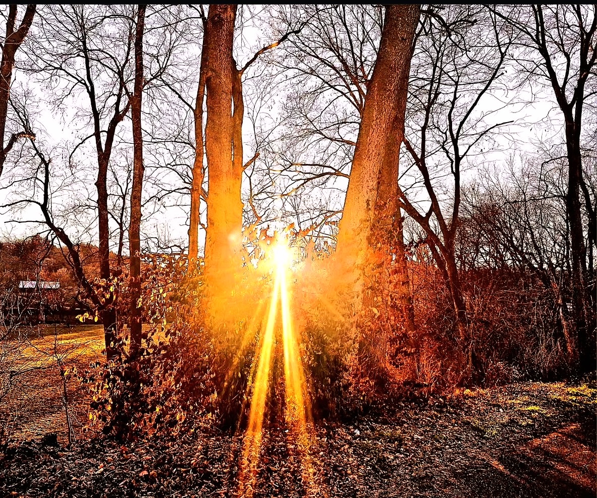 Sunburst breaking between bare tree trunks over fallen leaves
