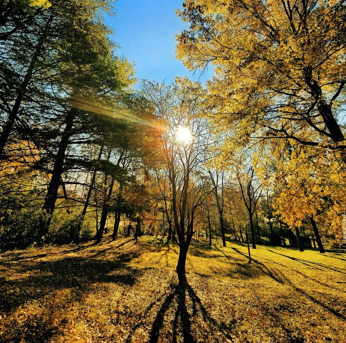Sun flaring through yellow autumn trees over a leaf-covered slope